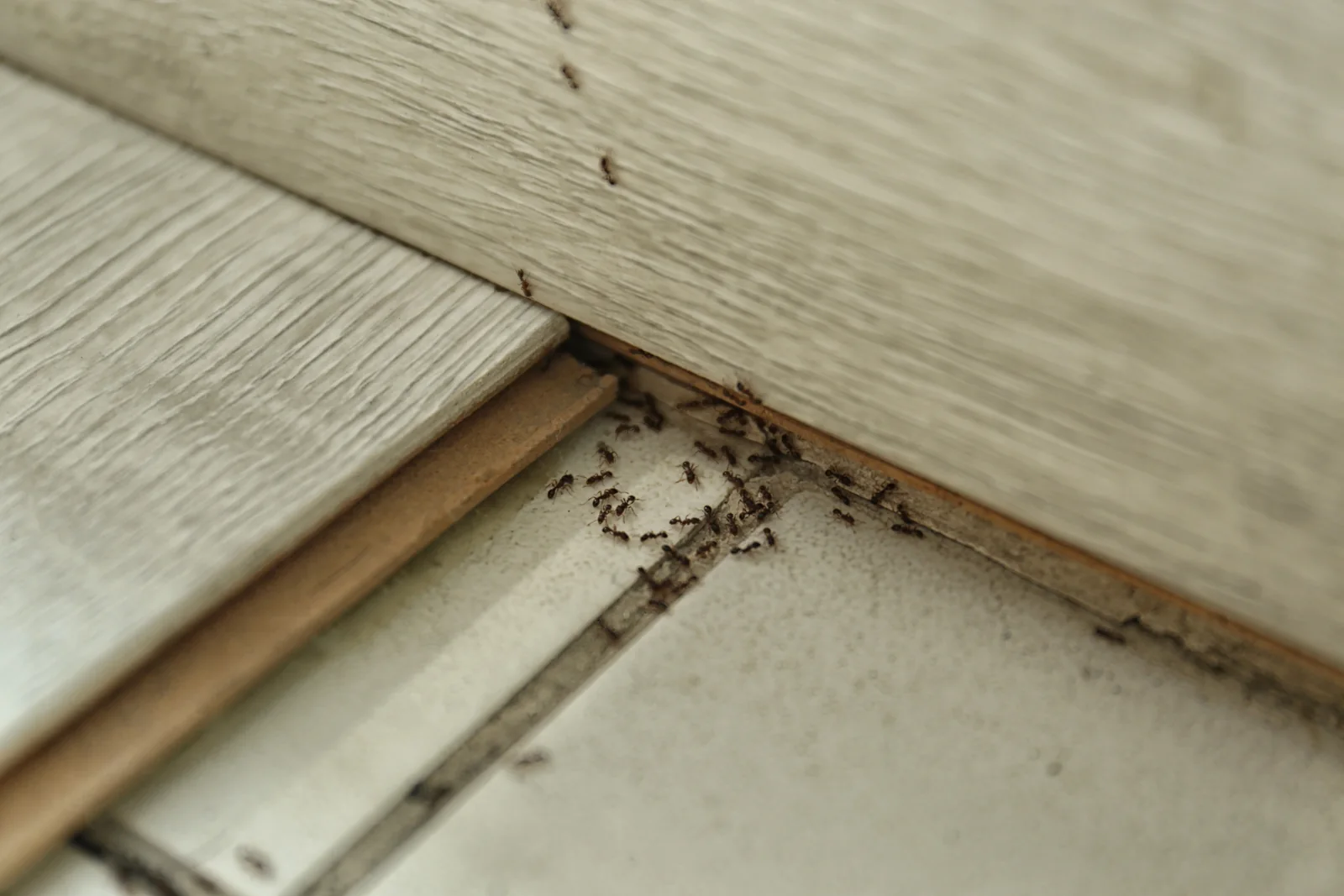 9 Best Ant Exterminators in Winnipeg (2026)