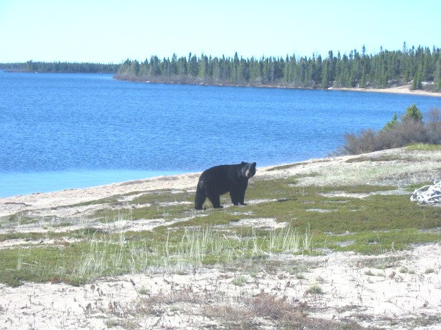 Best 5 Black Bear Hunting Spots in Canada